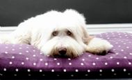 SUPERSTAR MODEL ALFIE